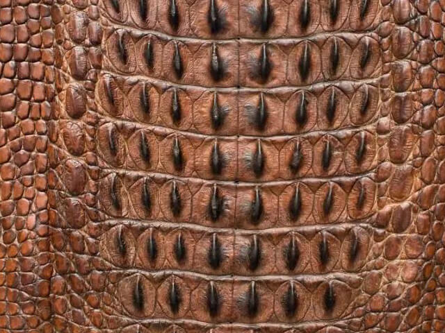 鱷魚皮背部紋路特寫