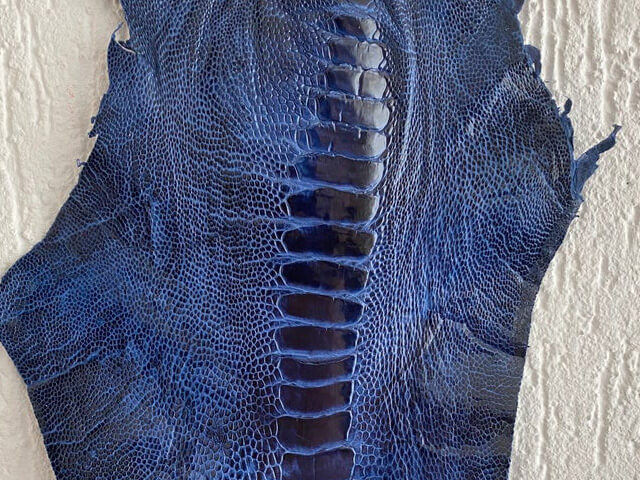 藍色的駝鳥腳皮革